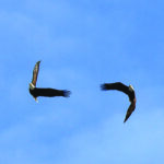 Two Eagles soaring over winter sports clinic.